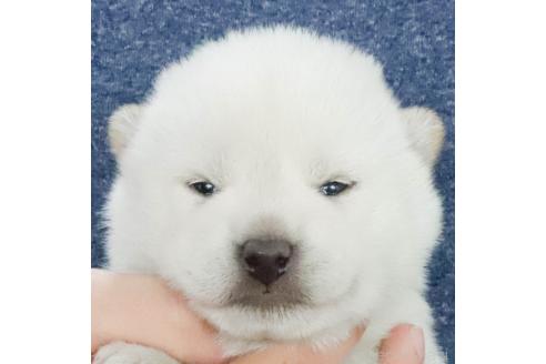 成約済の愛知県の柴犬-371838の4枚目
